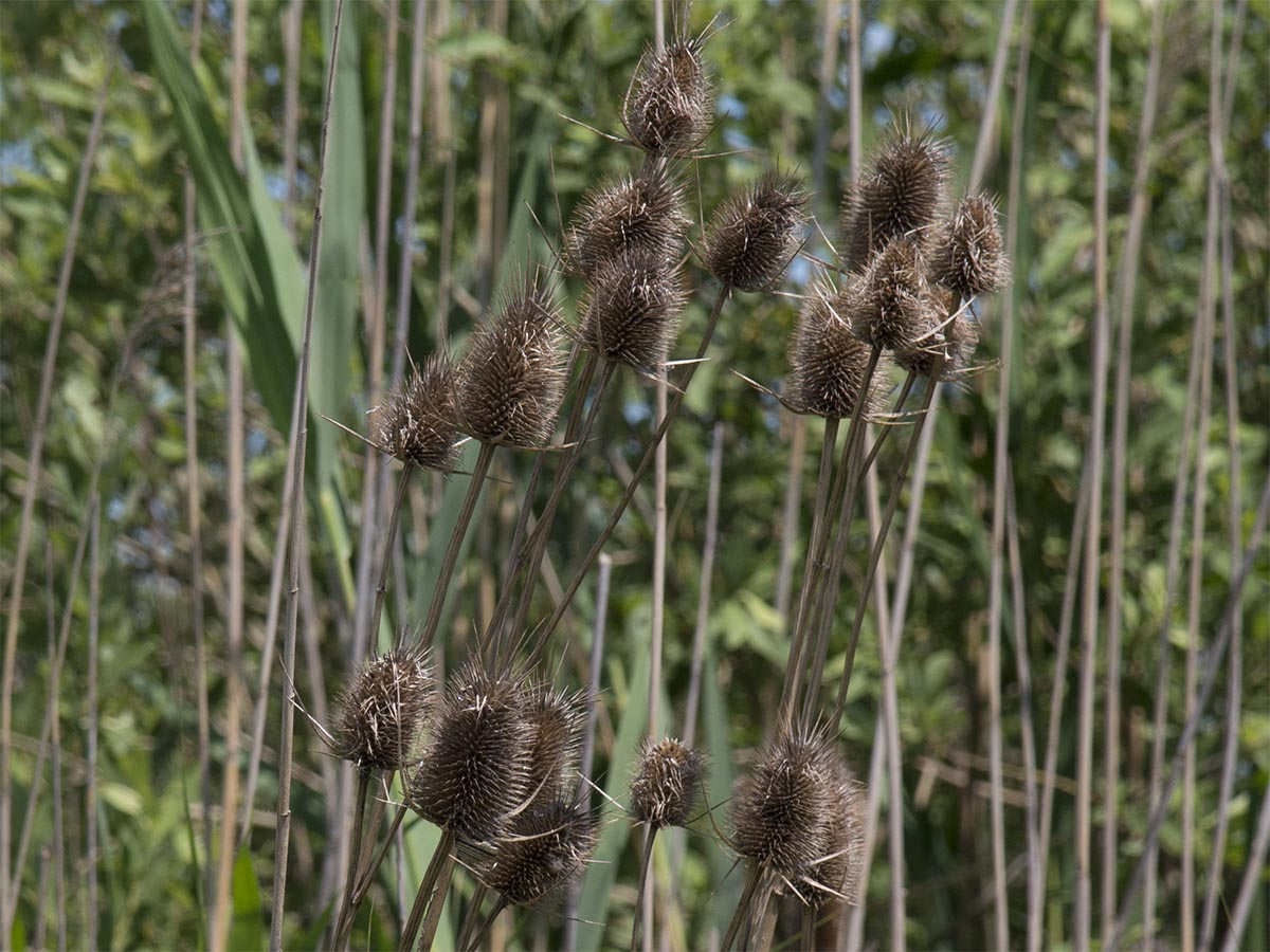 vertrocknete Köpfe